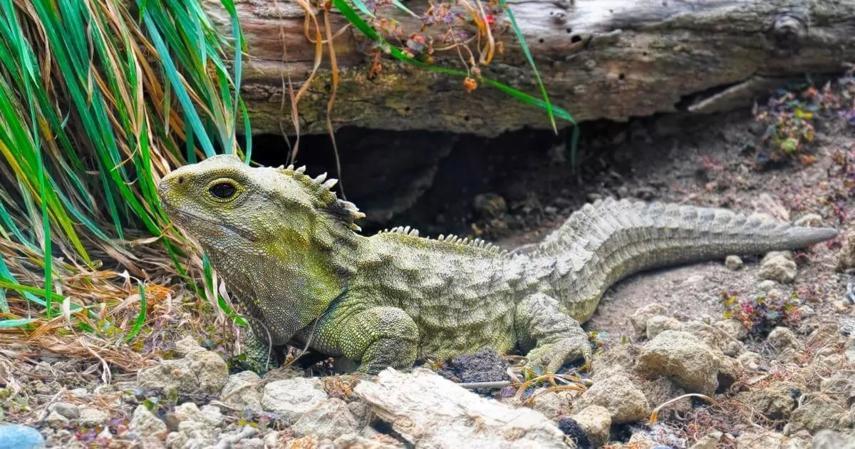 tuatara