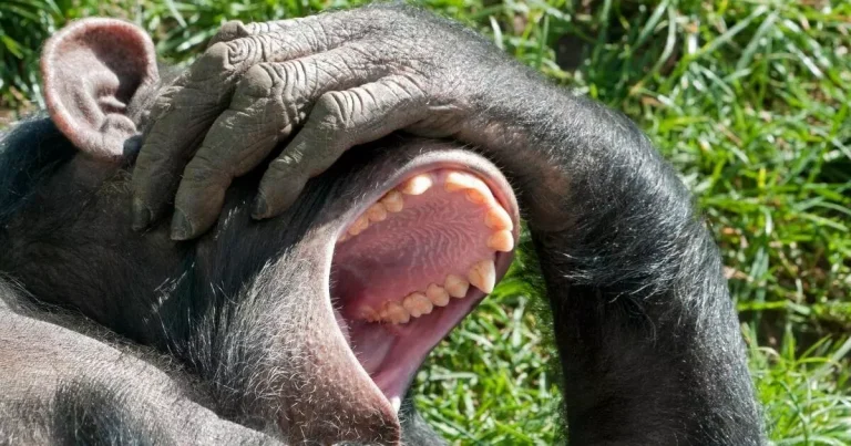 chimpanzé abrindo a boca