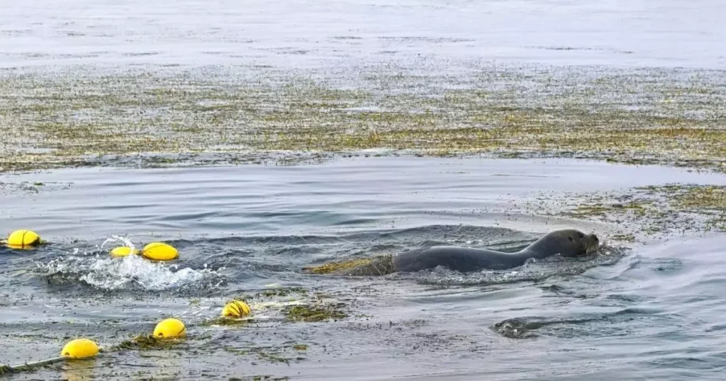 uma foca presa na rede sendo salva por documentaristas