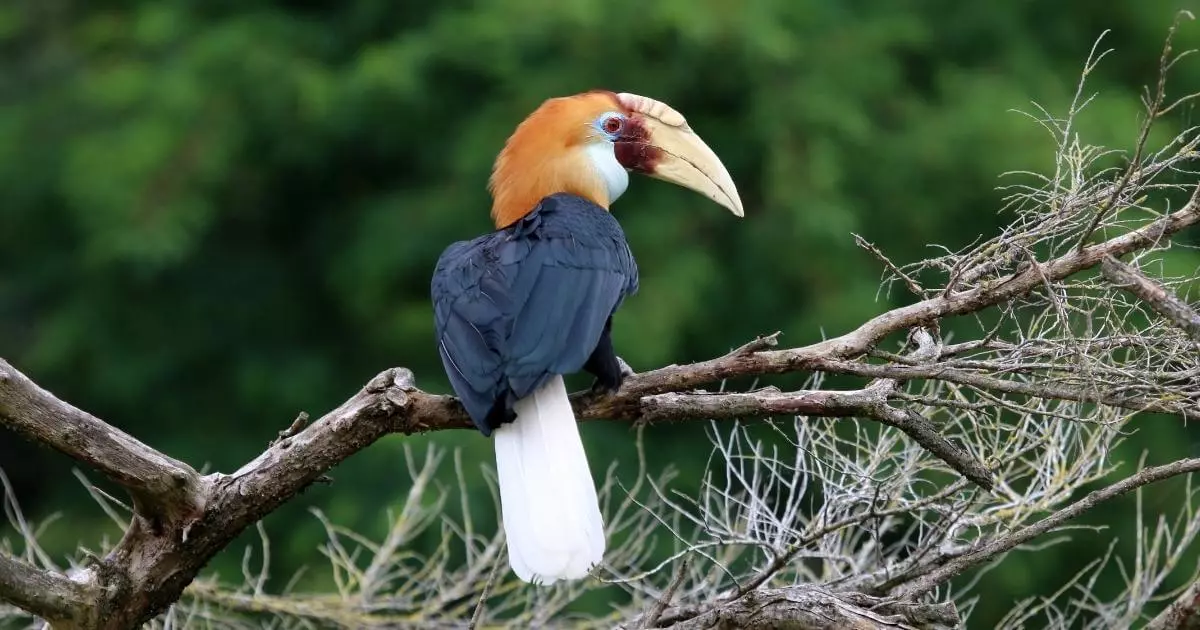 Calau-de-pescoço-ruivo pássaro do nepal