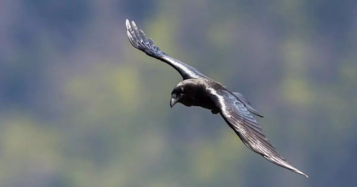 páasaros housemartins migrando