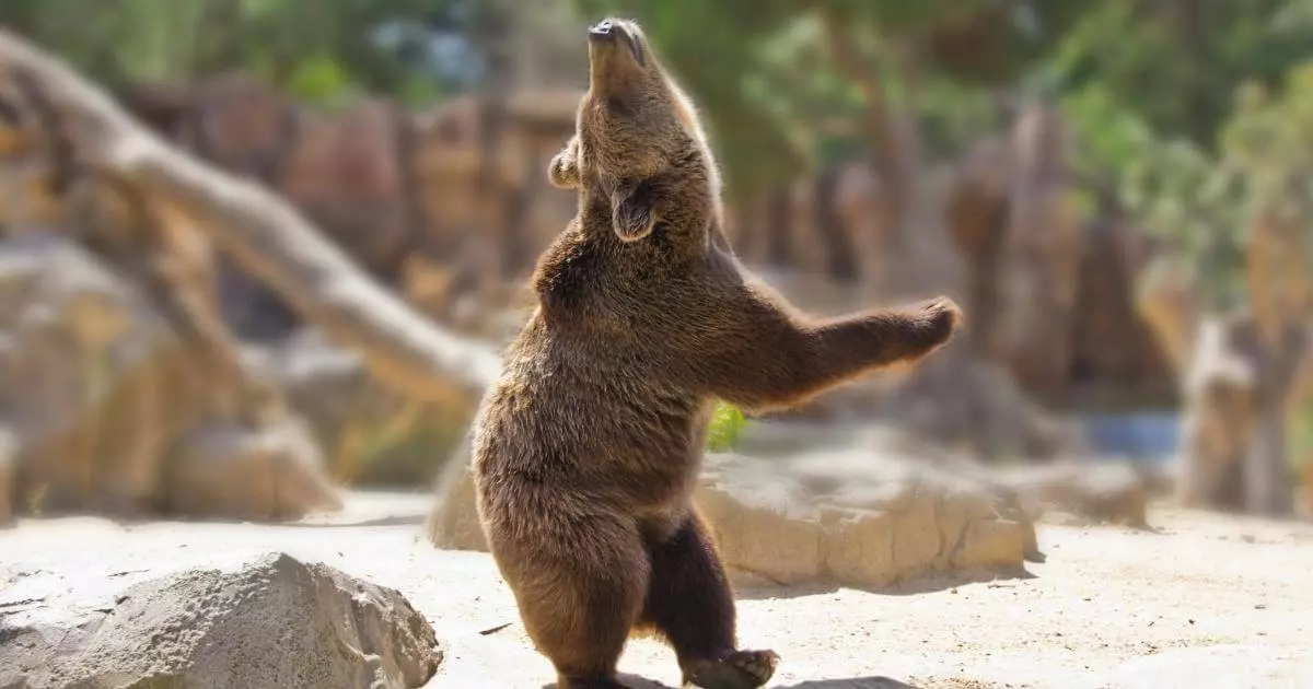 a dança dos ursos