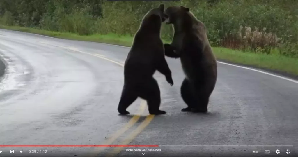 dois ursosbrigando na rodovia