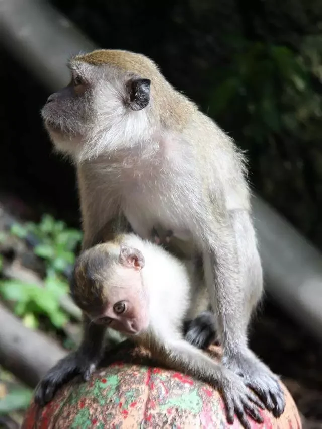 Por que os Macacos carregam seus bebês mortos?