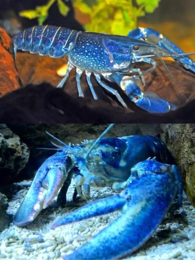 lagosta azul animal raro