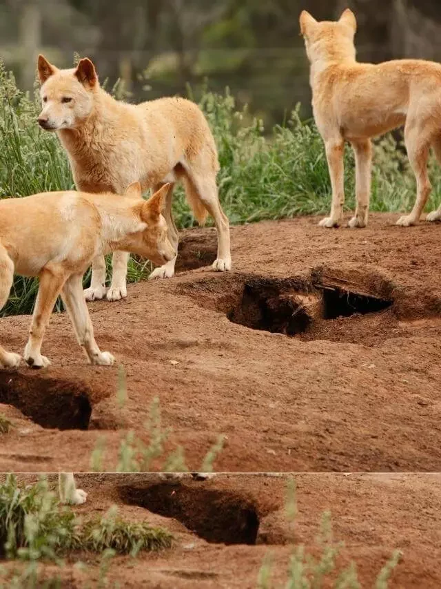 Conheça o Dingo: Metade Cão, Metade Lobo