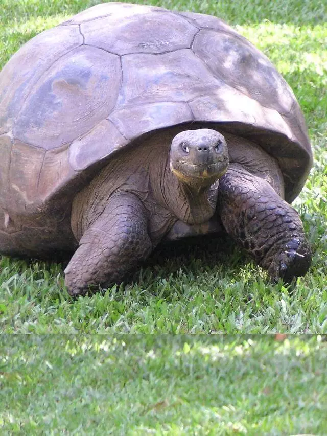 tartaruga gigante mais velha do mundo