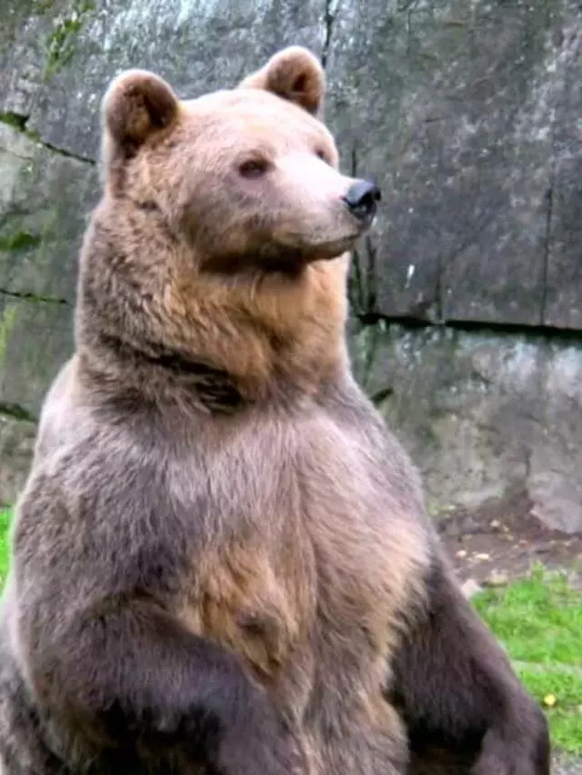 urso pardo ataca rena depois de hibernação