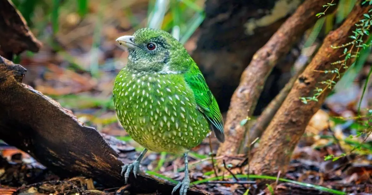 Catbird Verde da Austrália