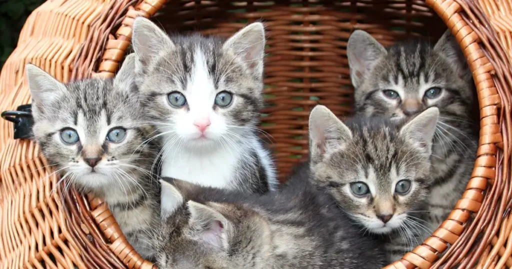 balaio cheio de gatinhos