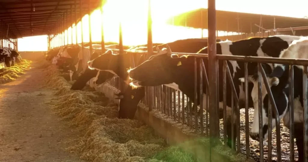 bem-estar do gado no Brasil