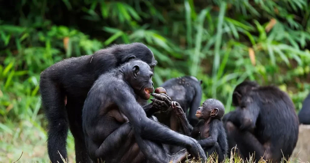 macaco bonobo