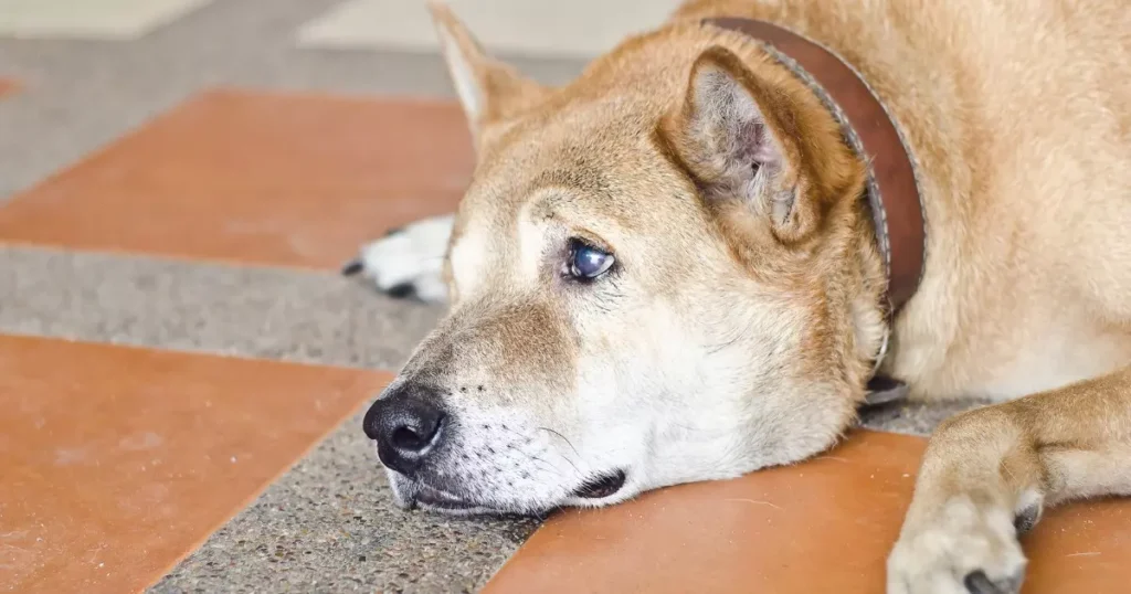 cachorro mal-tratado chorando