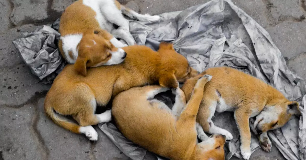 filhotes de cachorro abandonados pequenos e lindos