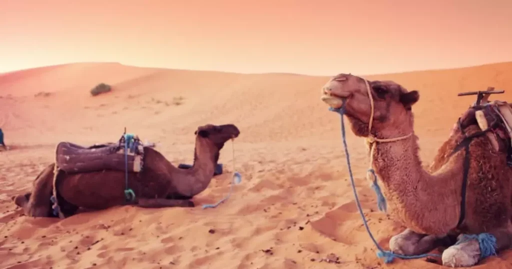 camelos no deserto