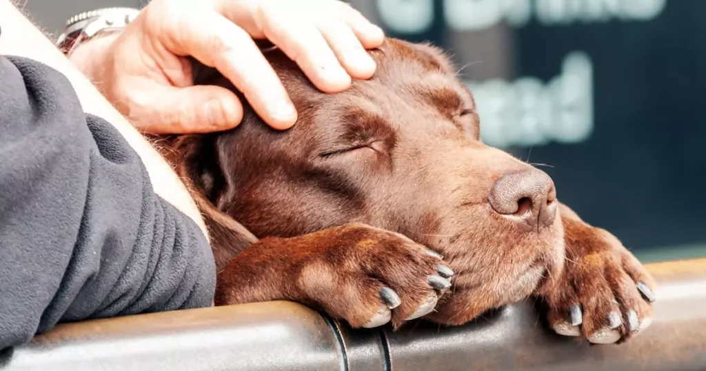 cão labrador dormindo