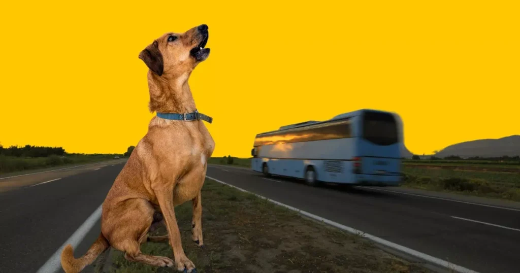 cachorro no ônibus