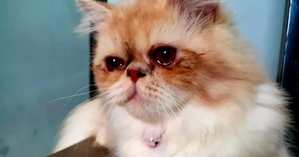 gato desaparecido chorando