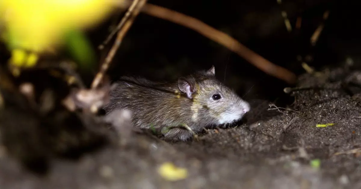 rato saindo à noite