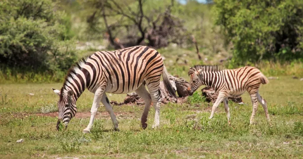 Mãe zebra com seu filhote