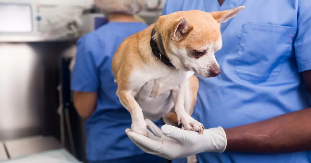 ensinando castrar animais no município de São Paulo